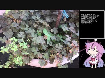 珍食材が食べたい！#24　カタバミ