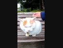 猫神社の猫がベンチに座って待ち受ける#Shorts【野良猫】【感動猫】