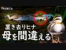 0813B【置き去り雛鳥 母を間違う悲劇】カルガモ親子の引っ越し失敗。カラス。セキレイ捕食ジャンプ。小さな猛禽モズ幼鳥の鳴き声。転んで落ちる雛。　#身近な生き物語　#カルガモ親子　#カラス