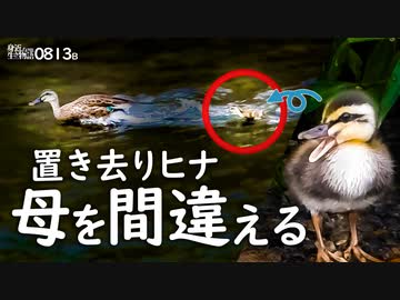 0813B【置き去り雛鳥 母を間違う悲劇】カルガモ親子の引っ越し失敗。カラス。セキレイ捕食ジャンプ。小さな猛禽モズ幼鳥の鳴き声。転んで落ちる雛。　#身近な生き物語　#カルガモ親子　#カラス
