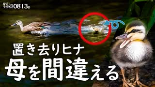 0813B【置き去り雛鳥 母を間違う悲劇】カルガモ親子の引っ越し失敗
