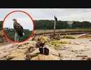 2021/08/30放送【150日目 北海道 根室市春国岱 早朝 あずにゃんぽ（猫散歩）】北海道全市町村制覇するまで帰れまてん！　猫と車中泊の旅　日本縦断【旅猫あずき～保護猫から旅猫へ～】