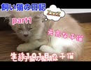 【猫】飼い猫が寝ようとしてる!!