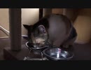 渋子カリカリを食す（カリカリ音付き）