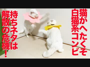 珍妙白猫コンビ、マンネリ打破の新ネタを披露する