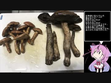 珍食材が食べたい！#25　ハナイグチとヤマイグチのキノコ汁