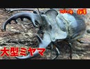 夏の思い出…昆虫採集 【2021年】