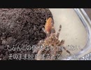 [仕事やすみてぇ]タランチュラ飼育日記その２９７[さすがにそれは嘘］
