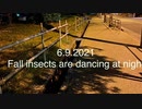 6日目：Fall insects are dancing at night