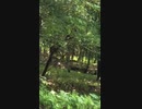 The closest we ever got to a deer