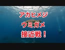 アオウミガメ・アカヒメジ接近戦・沖縄ダイビング