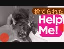 【保護猫】生後一週間のネコの赤ちゃんが4匹捨てられていたって？！
