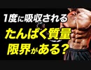 筋肥大を促進させる たんぱく質の吸収上限量と理想的なたんぱく質の摂取方法【ビーレジェンド プロテイン】