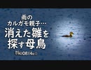 0814B①【消えた雛鳥を探す母】全滅？カルガモ親子の悲劇。雨の中の野鳥。キジバトの巣、抱卵。米を食べるスズメ。ツバメが捕食した虫を空中餌やり。　雨天撮影　#身近な生き物語　#カルガモ親子　#キジバト