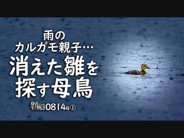 0814B①【消えた雛鳥を探す母】全滅？カルガモ親子の悲劇。雨の中の野鳥。キジバトの巣、抱卵。米を食べるスズメ。ツバメが捕食した虫を空中餌やり。　雨天撮影　#身近な生き物語　#カルガモ親子　#キジバト