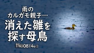 0814B①【消えた雛鳥を探す母】全滅？カルガモ親子の悲劇。雨の中の野鳥。キジバトの巣、抱卵。米を食べるスズメ。ツバメが捕食した虫を空中餌やり。　雨天撮影　#身近な生き物語　#カルガモ親子　#キジバト