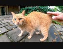 植込みの下に隠れていた野良猫、近くに行くとモフられに出てきた