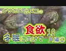 【亀の冬眠準備①】クサガメカメコ10月の様子①食欲は？Reeves turtle/Turtle hibernation preparation クサガメ飼育