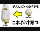 【ポケモンユナイト】ノーデスですくすく育った自慢のワタシラガです