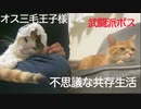 オス三毛王子様猫と武闘派ボス猫、数奇な縁で共に生きる