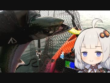 【VOICEROIDフィッシング】楽しいカヤックフィッシング #9 サゴシ、サワラ