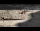 ニホントカゲを飽きるまで眺める　2/6