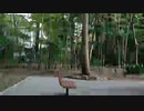 ニッポン放送 「高田文夫のラジオ ビバリー昼ズ」トークネタ採用直後SP！！！/らじこ Free Talk NATIVE
