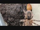 [vtuberに]タランチュラ飼育日記その２９８[なりたい］