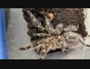 [フォトナ実況を]タランチュラ飼育日記その２９９[放置しすぎ問題］