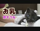 【保護猫】親猫とはぐれて、自分でミルクを飲めない赤ちゃん猫にミルクを飲ませる方法