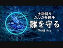 0814B②【雨から雛鳥を守るカルガモ親子】土砂降りの夕暮れにカルガモ親子を発見。避難してきた？　鶴見川水系恩田川でコンデジ野鳥雨天撮影　#身近な生き物がたり　#カルガモ親子　#ツバメ