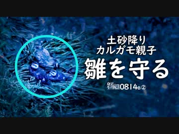 0814B②【雨から雛鳥を守るカルガモ親子】土砂降りの夕暮れにカルガモ親子を発見。避難してきた？　鶴見川水系恩田川でコンデジ野鳥雨天撮影　#身近な生き物がたり　#カルガモ親子　#ツバメ