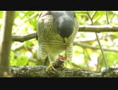 【閲覧注意】鳥を捕食するタカの仲間