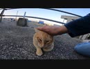 野良猫】飼い猫だけが幸せなのか？実際に触れて分かった地域猫の現状とは！？【猫動画】