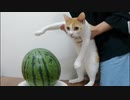 すいか割りに猫の手を借りてみた
