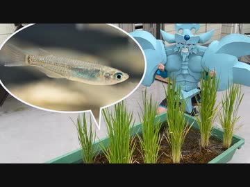 田んぼでメダカを飼うオベリスクの巨神兵