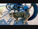 バイクを停めて降りると野良猫がモフられに寄ってきた
