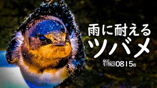 0815B【大雨のツバメ】増水でカルガモ親子消えた。ナマズ大量発生。ハクセキレイとスズメ。飛べない換羽と飛んで避難するカモ　鶴見川水系恩田川でコンデジ野鳥撮影　#身近な生き物語　#ツバメ　#カルガモ