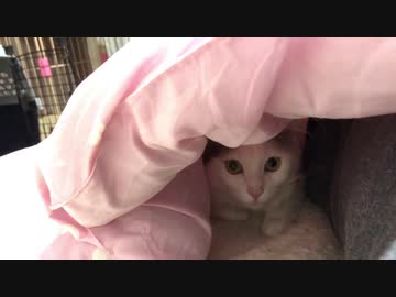 【保護猫】猫の赤ちゃん来るけど、うちの先住猫たちはまだ知らない！