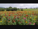 ジニア（百日草）の花畑　あづみの公園堀金口付近にて