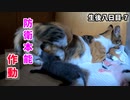 お尻舐められすぎて発狂する赤ちゃん『また下敷きに』【生後8日目-7 子猫の育児】母猫はつらいよ / ついでに歯が生えてるか見てみた