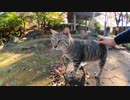野良猫】男が実際に見た！公園の地域猫が人間にもたらすものとは！？【猫動画】