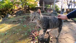 野良猫】男が実際に見た！公園の地域猫が人間にもたらすものとは！？【猫動画】