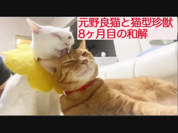 元野良猫と猫型珍獣、8ヶ月目のダブル添い寝