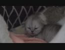 中国の大学で初めて飼育に成功したクローン猫、パートナー募集　何匹の失敗があってだろう？