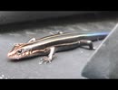 ニホントカゲを飽きるまで眺める　3/6