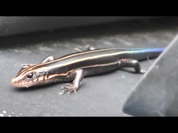 ニホントカゲを飽きるまで眺める　3/6