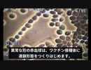 コロナワクチン接種後の赤血球の映像