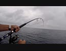 【魚釣り】奄美大島 アオチビキ15kg カツオ 2021年3月18日