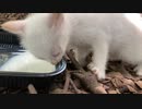 野良猫の子猫にミルクを飲ませに行く